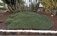The town of Antigua in Fuerteventura. The cactus garden. Euphorbia résinifère (Euphorbia resinifera). Click to enlarge the image in Adobe Stock (new tab).