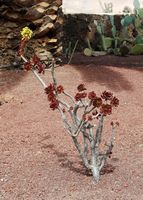 Die Stadt Antigua in Fuerteventura. Der Kaktusgarten. Aeonium arboreum. Klicken, um das Bild in Adobe Stock zu vergrößern (neue Nagelritze).