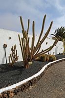 A cidade de Antigua em Fuerteventura. O Jardim de Cactus. Oreocereus hendriksenianus. Clicar para ampliar a imagem em Adobe Stock (novo guia).