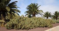 Die Stadt Antigua in Fuerteventura. Der Kaktusgarten. Feigenkaktus (Opuntia ficus-indica). Klicken, um das Bild in Adobe Stock zu vergrößern (neue Nagelritze).