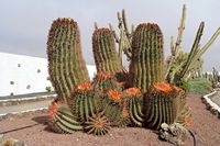 Die Stadt Antigua in Fuerteventura. Der Kaktusgarten. Ferocactus Latispinus subspecies spiralis Ferocactus synonymus recurvus. Klicken, um das Bild in Adobe Stock zu vergrößern (neue Nagelritze).