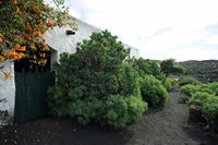 La ciudad de Teguise en Lanzarote. Euphorbia balsamifère Museo Agrícola El Patio en Tiagua. Haga clic para ampliar la imagen Adobe Stock (nueva pestaña).