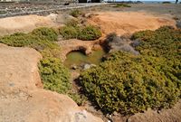 A flora e a fauna de Fuerteventura. Planta halófila nas Salinas del Carmen. Clicar para ampliar a imagem.