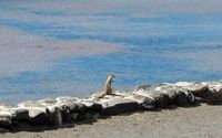 A flora e a fauna de Fuerteventura. Esquilo de Barbária nas Salinas del Carmen. Clicar para ampliar a imagem.