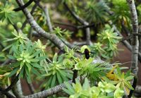La flore et la faune de Fuerteventura. Andrena haemorrhoa sur Euphorbia balsamifera, Jardin de cactus d'Antigua. Cliquer pour agrandir l'image.