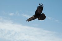 A flora e a fauna de Fuerteventura. Corvo comum (Corvus corax) em Betancuria. Clicar para ampliar a imagem.