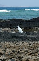 A flora e a fauna de Fuerteventura. Garça-branca-pequena (Egretta garzetta) em Corralejo. Clicar para ampliar a imagem.