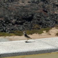La flore et la faune de Fuerteventura. Pipit de Berthelot (Anthus berthelotii) au phare de Lobos. Cliquer pour agrandir l'image.
