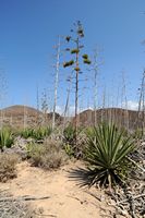 A flora e a fauna de Fuerteventura. Agave sisal (Agave sisalana) em Lobos. Clicar para ampliar a imagem.