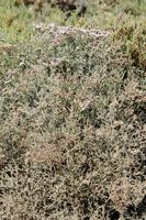 A flora e a fauna de Fuerteventura. Statice tuberculado (Limonium tuberculatum). Clicar para ampliar a imagem.