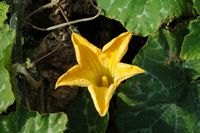 The flora and fauna of the island of Lanzarote. pumpkin flower musky Agricultural Museum El Patio in Tiagua. Click to enlarge the image.