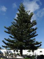 The flora and fauna of the island of Lanzarote. Conifer in the cemetery of Haría. Click to enlarge the image.