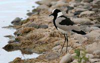 The flora and fauna of the island of Tenerife. Blacksmith lapwing (Vanellus armatus) à El Fraile. Click to enlarge the image.