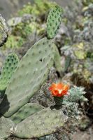 The flora and fauna of the island of Tenerife. Prickly Pear, Teno massif. Click to enlarge the image.