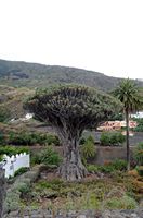 De flora en fauna van het eiland Tenerife. Dragon boom, Icod de los Vinos. Klikken om het beeld te vergroten.