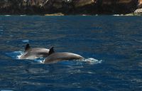 The flora and fauna of the island of Tenerife. Dolphins, Puerto de Santiago. Click to enlarge the image.
