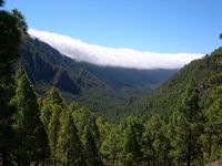 La flora e la fauna dell'isola di Tenerife. Canarie pino. Clicca per ingrandire l'immagine.