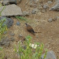 The flora and fauna of the island of Tenerife. Turtle Dove, Barranco de Martiánez. Click to enlarge the image.