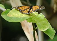 A flora e a fauna da ilha de Tenerife. Borboleta-monarca, anexo Jardim Botânico, La Orotava. Clicar para ampliar a imagem.
