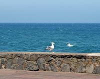 The flora and fauna of the island of Tenerife. Sea Bird, Bajamar. Click to enlarge the image.