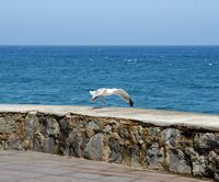 The flora and fauna of the island of Tenerife. Sea Bird, Bajamar. Click to enlarge the image.