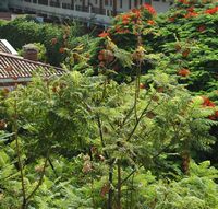 La flora y la fauna de la isla de Tenerife. Las frutas, arbusto con flores de color azul, Puerto de la Cruz. Haga clic para ampliar la imagen.