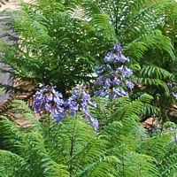 La flora e la fauna dell'isola di Tenerife. Fiori Arbusto con fiori blu, Puerto de la Cruz. Clicca per ingrandire l'immagine.