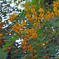 Die Flora und Fauna der Insel Teneriffa. Blumen, Baum mit gelben Blüten, casa de Alvarado-Bracamonte. Klicken, um das Bild zu vergrößern