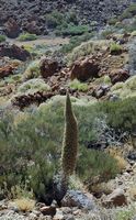 The flora and fauna of the island of Tenerife. Red bugloss, Mirador del Negro Tabonal. Click to enlarge the image.