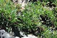 L'île de Los Lobos à Fuerteventura. Saladelle à feuilles ovales (Limonium ovalifolium). Cliquer pour agrandir l'image.