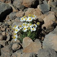 Le parc national du Teide à Ténériffe. Marguerite du Teide (Argyranthemum teneriffae) sur le pic du Teide. Cliquer pour agrandir l'image.