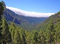 Il parco naturale della Corona Forestal a Tenerife. Foresta di pini. Clicca per ingrandire l'immagine.