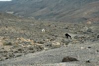 Le parc naturel de Jandía à Fuerteventura. Chèvres en liberté. Cliquer pour agrandir l'image.