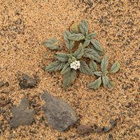 Le parc naturel de Jandía à Fuerteventura. Héliotrope érodé (Heliotropium erosum) sur la plage de Cofete (auteur Frank Vincentz). Cliquer pour agrandir l'image.