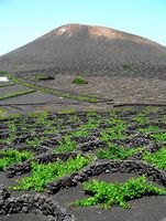 Het dorp La Geria in Lanzarote. Het natuurpark van los Volcanes in Lanzarote. La Geria, wijngaarden. Klikken om het beeld te vergroten.