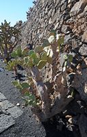 De verzameling van cactussen van de Cactustuin in Guatiza in Lanzarote. Opuntia quimilo. Klikken om het beeld te vergroten.
