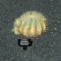 La collezione di cactus del Giardino di Cactus a Guatiza a Lanzarote. Ferocactus glaucescens. Clicca per ingrandire l'immagine.