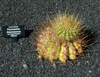 La collezione di cactus del Giardino di Cactus a Guatiza a Lanzarote. Ferocactus alamosanus sottospecie reppenhagenii. Clicca per ingrandire l'immagine.