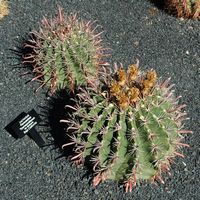 De verzameling van cactussen van de Cactustuin in Guatiza in Lanzarote. Ferocactus townsendianus varietas santa-mariensis. Klikken om het beeld te vergroten.