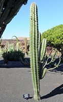 La collezione di cactus del Giardino di Cactus a Guatiza a Lanzarote. Stenocereus stellatus. Clicca per ingrandire l'immagine.