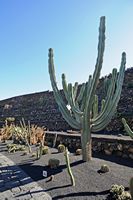 La collezione di cactus del Giardino di Cactus a Guatiza a Lanzarote. herzogiana neoraimondia. Clicca per ingrandire l'immagine.