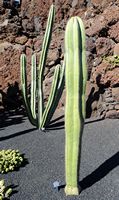 The Cactus Garden cactus collection in Guatiza in Lanzarote. Stenocereus dumortieri. Click to enlarge the image.