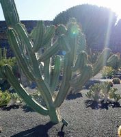 La collezione di cactus del Giardino di Cactus a Guatiza a Lanzarote. Polaskia Chende. Clicca per ingrandire l'immagine.