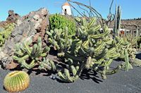 De verzameling van cactussen van de Cactustuin in Guatiza in Lanzarote. Myrtillocactus cochal. Klikken om het beeld te vergroten.