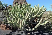 De verzameling van cactussen van de Cactustuin in Guatiza in Lanzarote. Myrtillocactus geometrizans. Klikken om het beeld te vergroten.