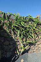 De verzameling van cactussen van de Cactustuin in Guatiza in Lanzarote. Hylocereus undatus. Klikken om het beeld te vergroten.