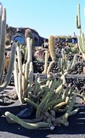 La collezione di cactus del Giardino di Cactus a Guatiza a Lanzarote. Cleistocactus brookeae. Clicca per ingrandire l'immagine.