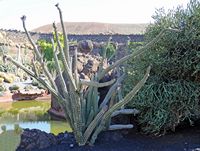 La collezione di cactus del Giardino di Cactus a Guatiza a Lanzarote. Stenocereus beneckei. Clicca per ingrandire l'immagine.