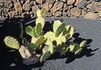 De verzameling van cactussen van de Cactustuin in Guatiza in Lanzarote. Opuntia haematocarpa. Klikken om het beeld te vergroten.