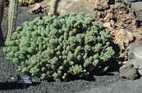 De verzameling van wolfsmerk van de Cactustuin in Guatiza in Lanzarote. Euphorbia caput-medusae. Klikken om het beeld te vergroten.